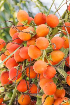 Are-ca Nut Palm tropical tree with green fruits in the nature