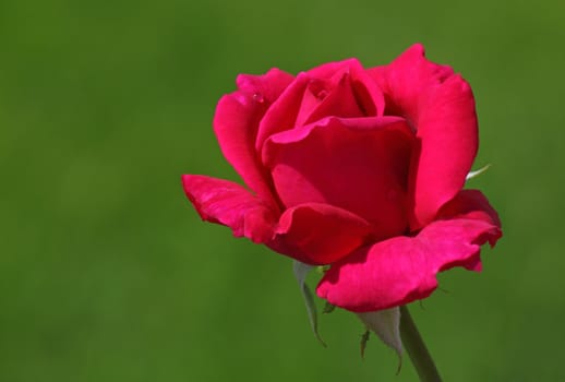 deep pink rose over green background