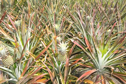 Closeup Green Pineapple plantation in summer day