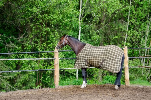 Horse standing in a corral.