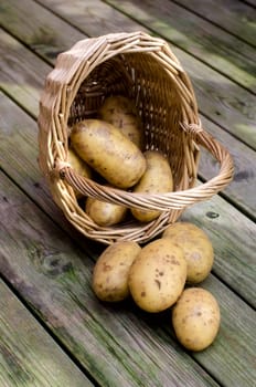 Potatoes in the basket.