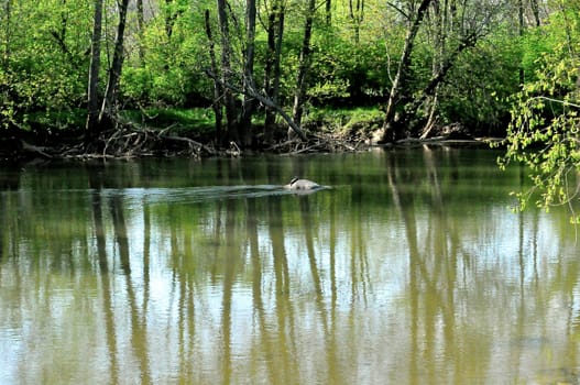 Morrows Meadow