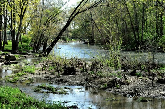 Morrows Meadow