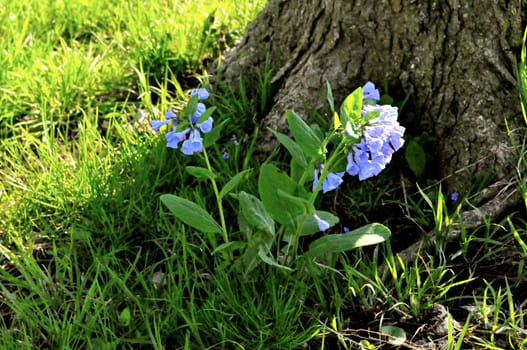 Purple Flowers