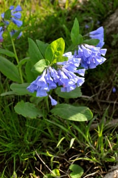 Purple Flowers