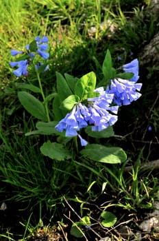 Purple Flowers