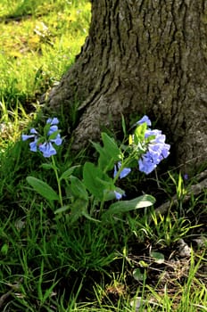 Purple Flowers