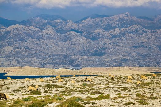 Stone desert under Velebit mountain, Island of Pag, Croatia