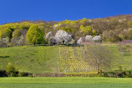 Idyllic springtime hill vineyard and nature, Kalnik mountain, Croatia