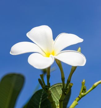 Close up of frangipani flower or Leelawadee flower