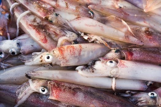 Closeup fresh squid in the  seafood market