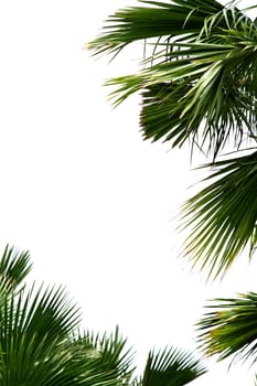 Palm leafs isolated on the white background