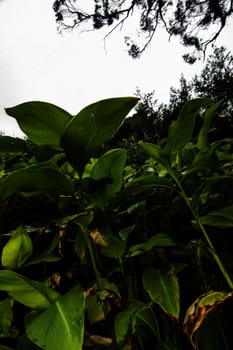 Close beneath view of a bunch of vegetation with broad lush leaf plants.