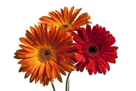 Red and orange Gerber flowers closeup isolated on white background