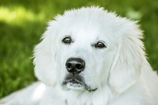 Portrait of a young golden retriever outside in spring