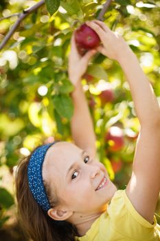 Girl picking an apple in an apple-tree