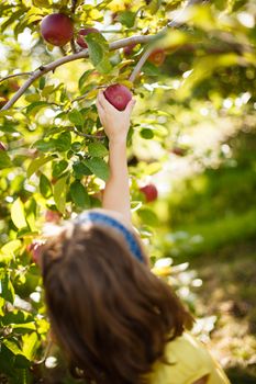 Girl picking an apple in an apple-tree