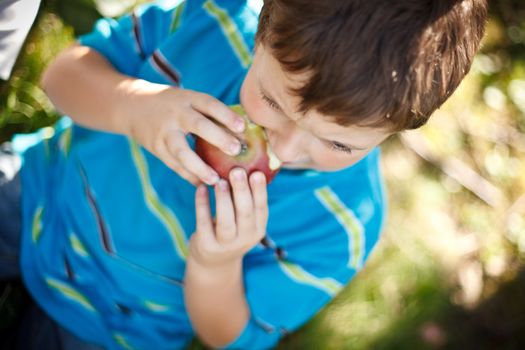 Boy eating an apple in an orchard