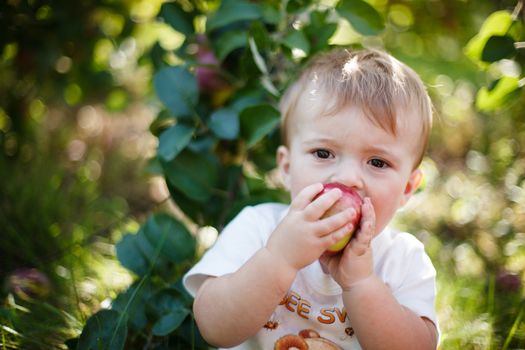 Baby eating a red apple in an orchard