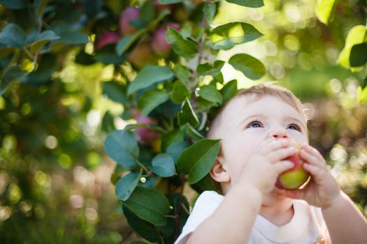 Baby eating a red apple in an orchard