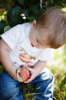 Baby eating a red apple in an orchard