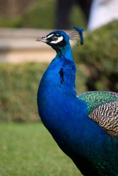 peacock