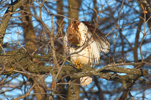 Red-tailed Hawk (Buteo jamaicensis) sits in a bur oak in northern Illinois.