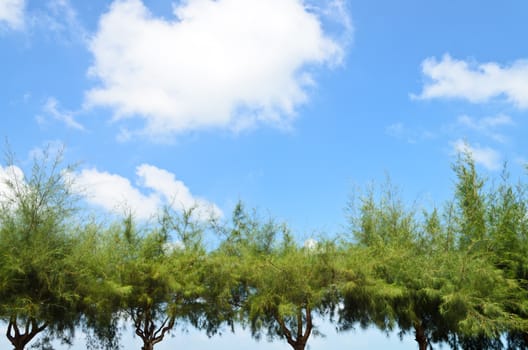 Green pine trees with blue sky