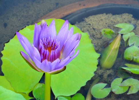 Purple Water Lily and green leaves