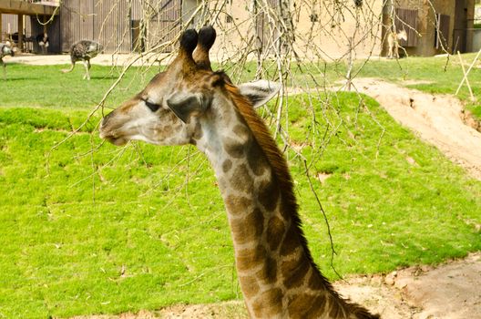 Giraffe is eating leaves in a zoo