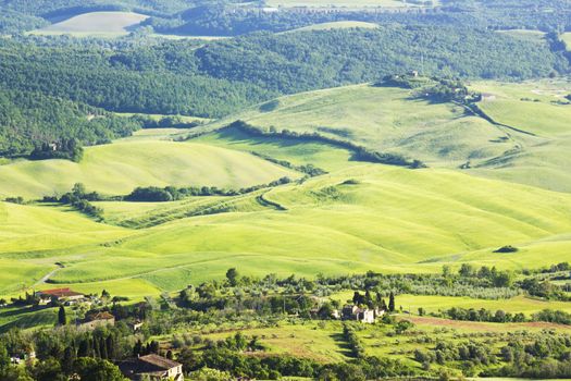 Green typical tuscan landscape in spring time 