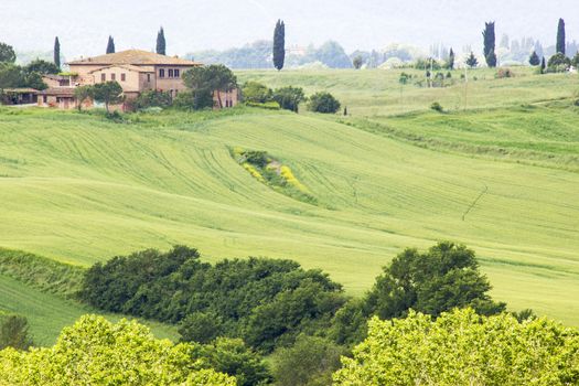 Green typical tuscan landscape in spring time