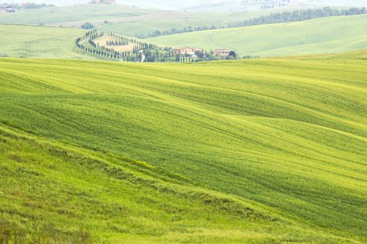 Green typical tuscan landscape in spring time