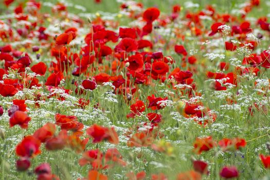 red poppies