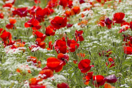 red poppies