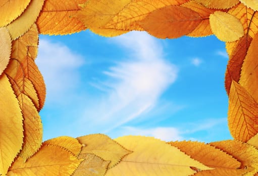 abstract nature frame of golden cherry leaves with beautiful blue sky background