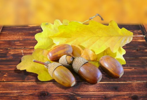 acorns and golden oak leafs in beautiful autumn setting