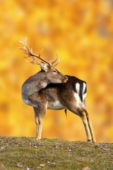 big fallow deer buck ( dama dama ) in beautiful autumn setting