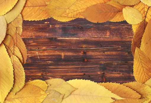 golden color faded cherry leaves forming a frame on a wooden background