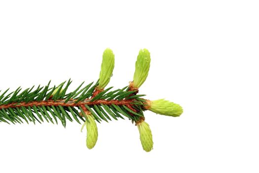 fir branch with tiny fresh buds isolated over white background