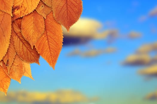 beautiful golden leaves from a cherry tree in autumn - sky background