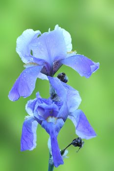 purple iris flower ( iris germanica ) over green out of focus  background