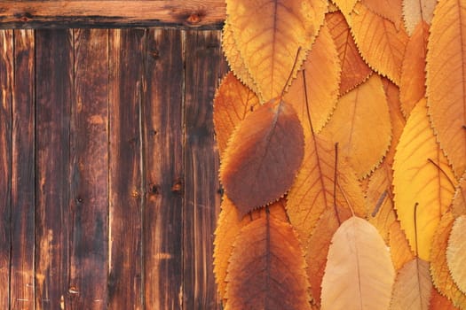 beautiful orange cherry leaves on a wooden table