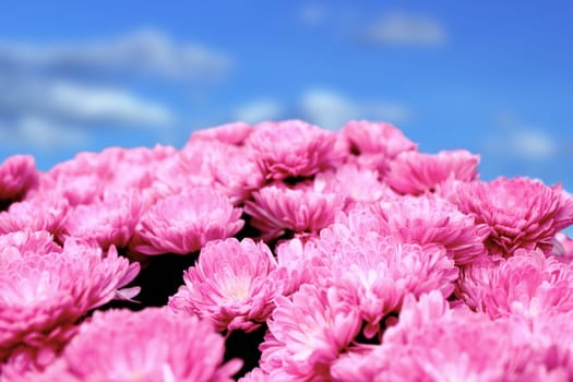 closeup of pink chrysanthemum bouquet over beautiful blue summer sky