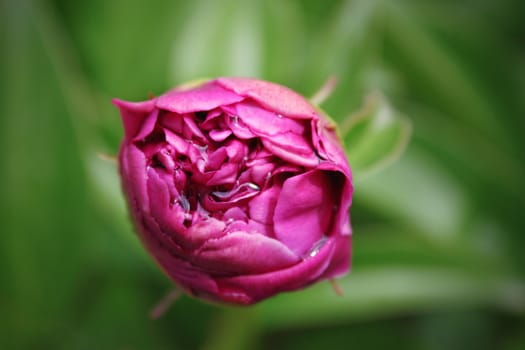 closeup of a pink peony bud growing in the garden