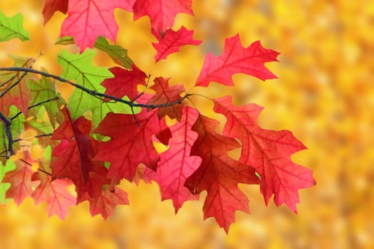 beautiful faded red leaves in the tree over orange autumn forest background