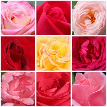 collage with macro photos of roses
