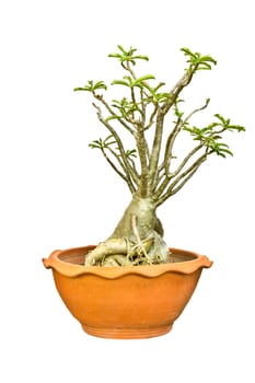 Adenium tree isolate on white background