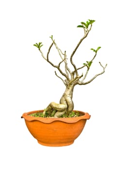 Adenium tree isolate on white background