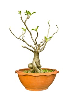 Adenium tree isolate on white background